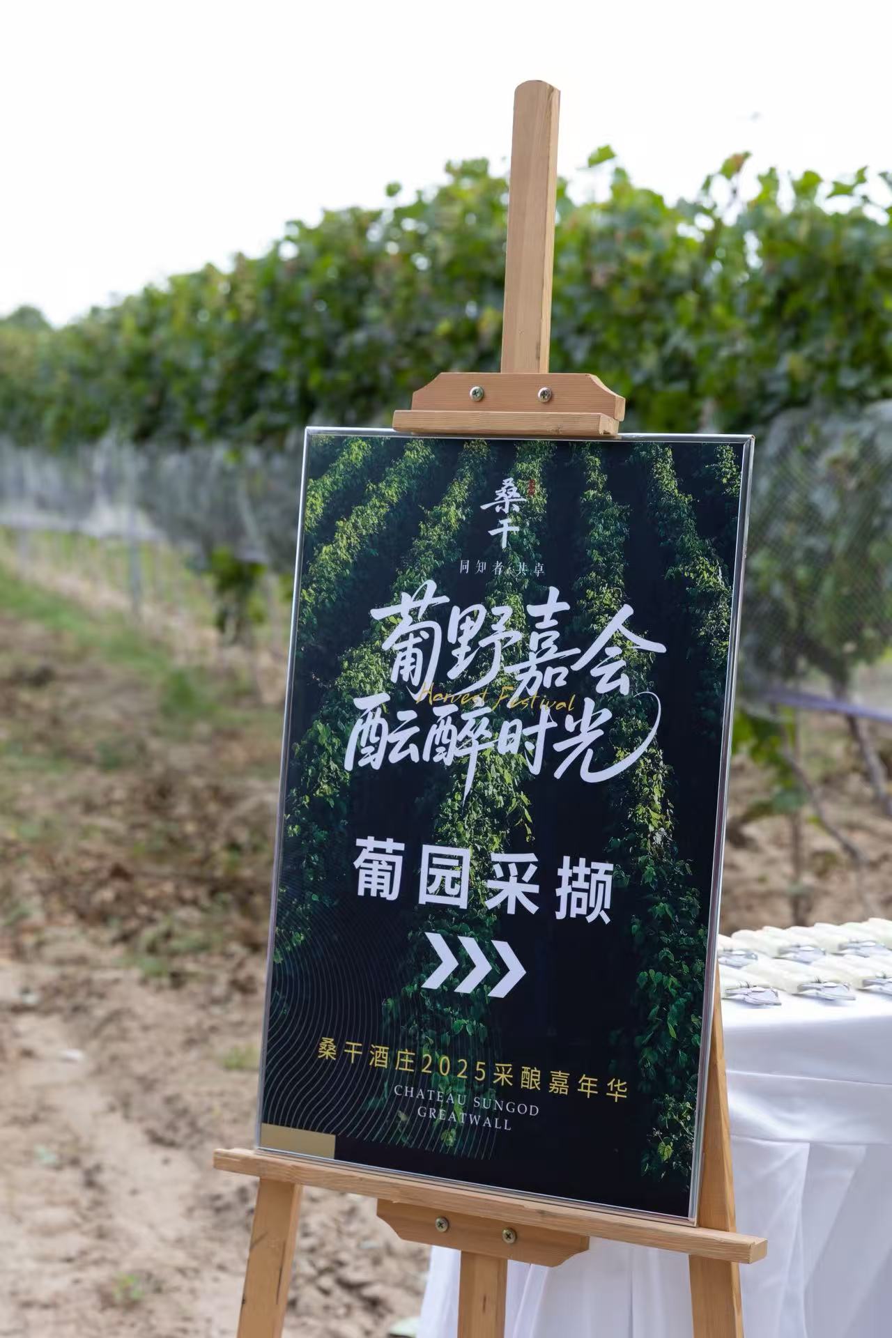长城桑干采酿嘉年华：一场风土、时间与人文的共鸣之旅